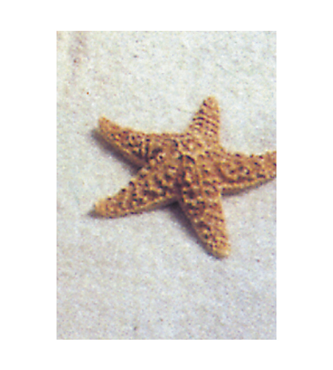 Pacific Starfish 4"-6"